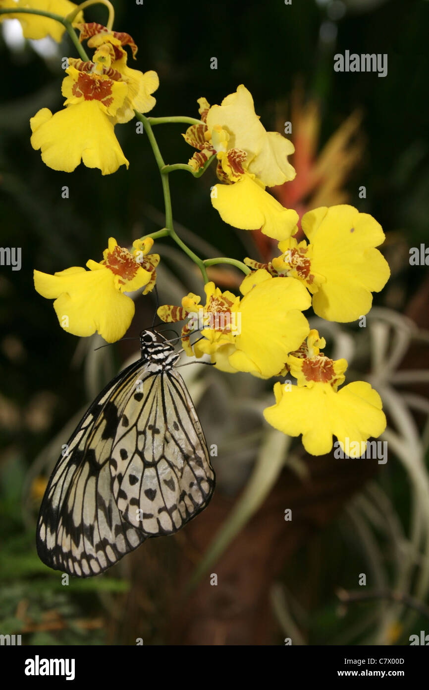 L'aquilone di carta e carta di riso, o Grande Albero Nymph butterfly. Benalmadena parco Butterfly, Malaga, Spagna. Foto Stock