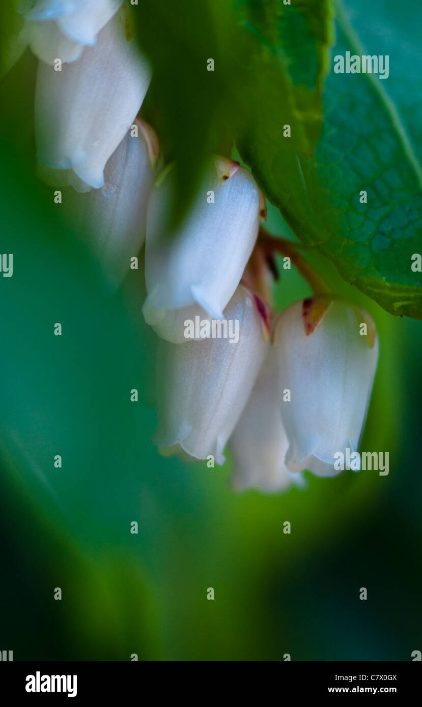 Fiori bianchi close-up impostazione Foto Stock