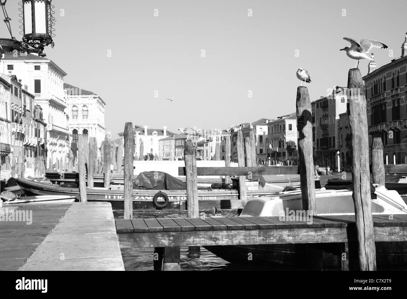 Venezia, Italia, gabbiani Foto Stock