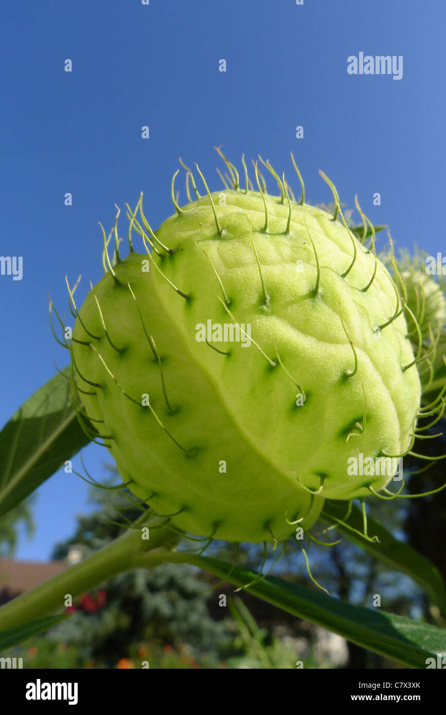 Il palloncino-simili di seedpods Gomphocarpus physocarpus noto anche come Asclepias physocarpa e il nome comune del palloncino boccola di cotone Foto Stock