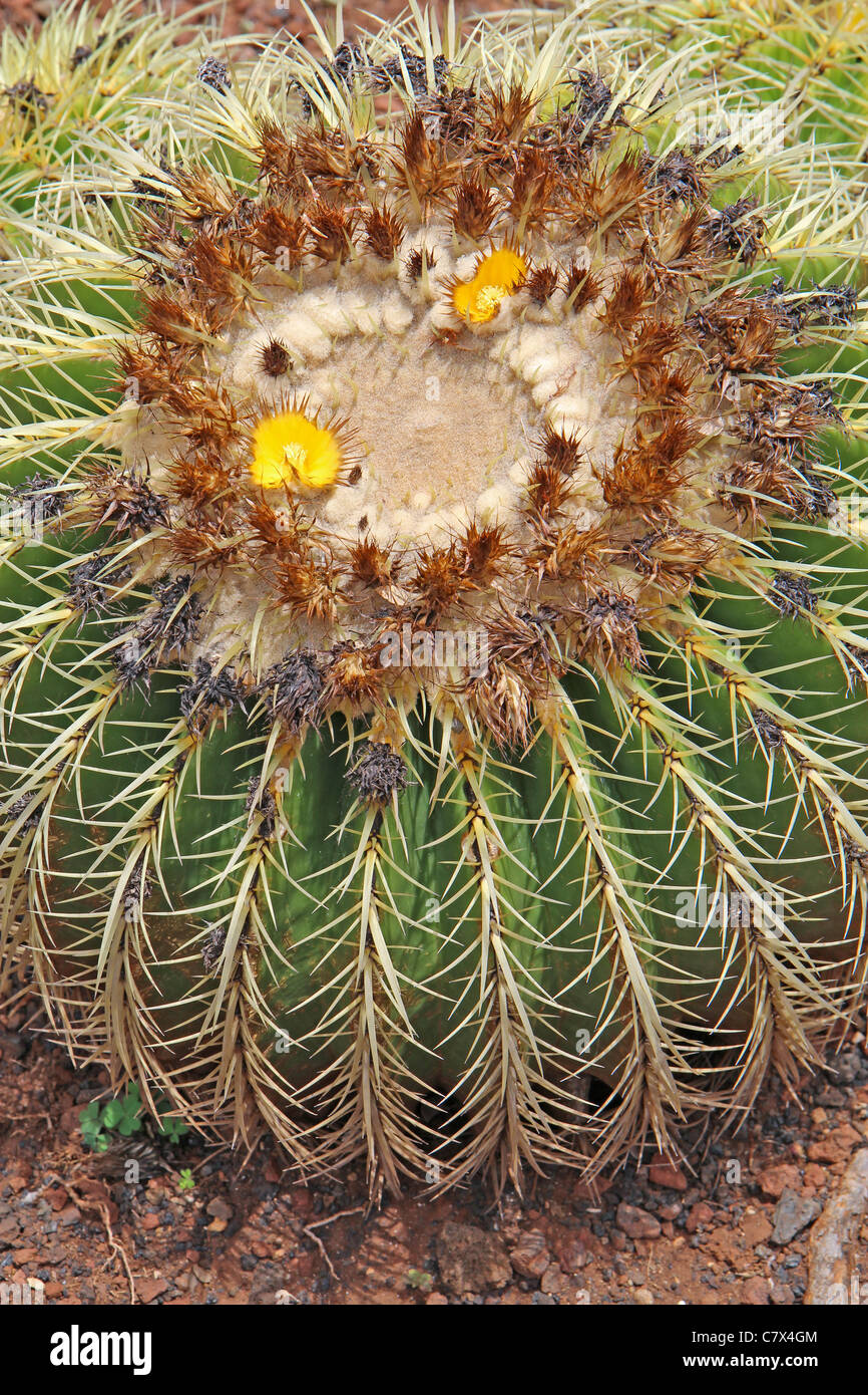 Due grandi cactus, uno in fiore, presso il Giardino dei Cactus sul campus di Kapiolani Community College a Honolulu, Hawaii Foto Stock