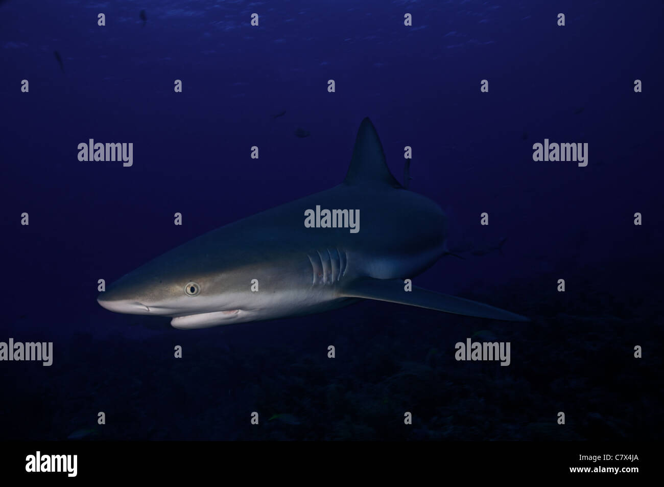 Caribbean Reef Shark nuotare nelle acque blu delle Bahamas. Foto Stock