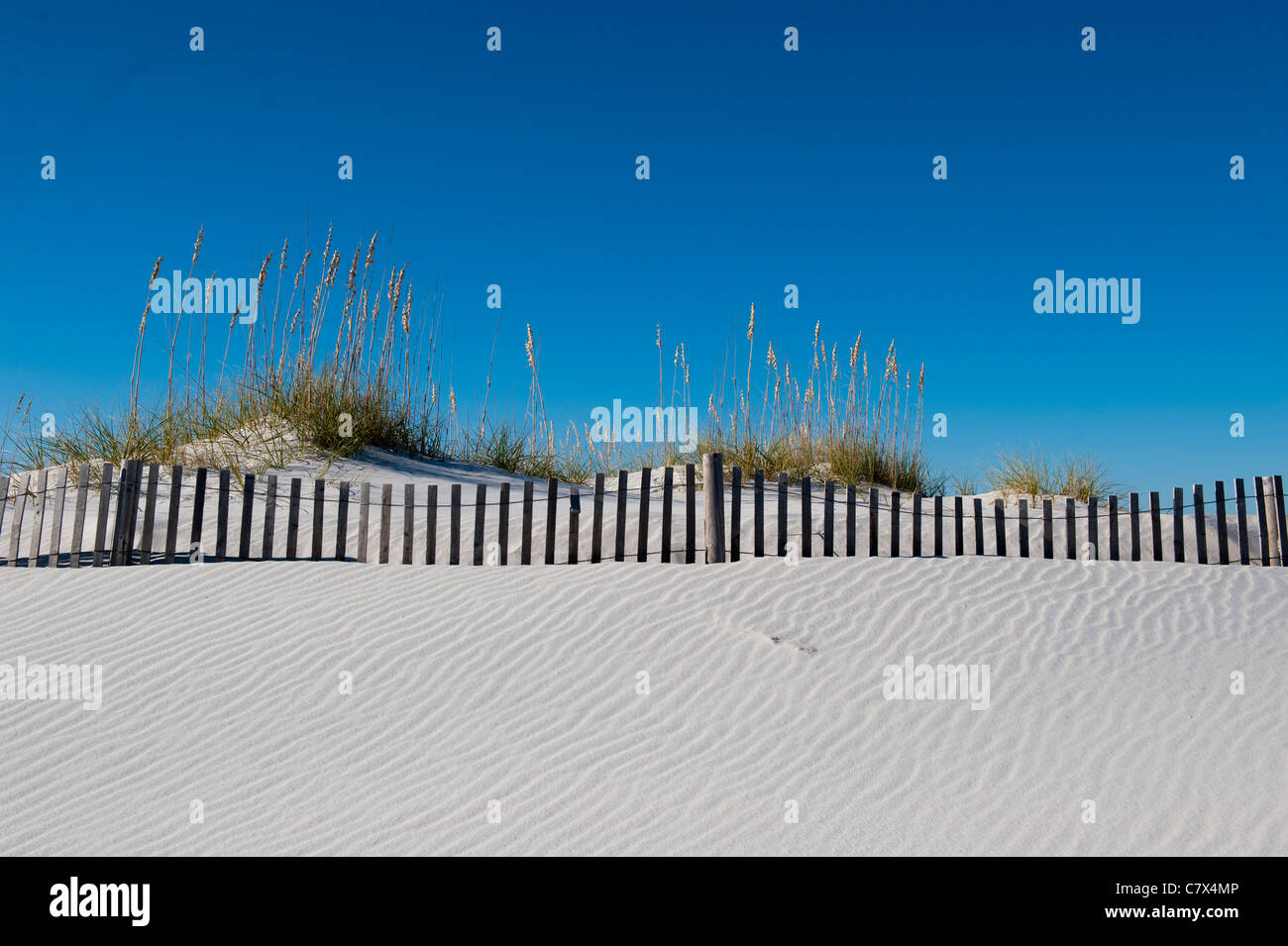 Zucchero battente sabbie bianche e recinto accanto alle dune di sabbia coperte in mare di avena in Gulf Islands National Seashore Foto Stock