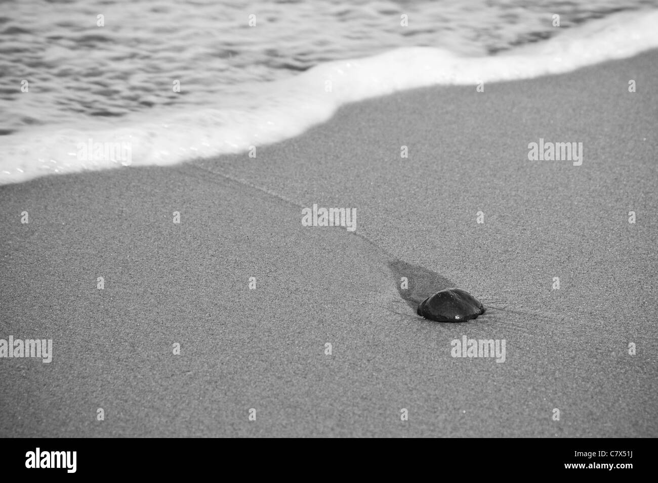 Singola pietra nella sabbia vicino al surf sulla Spiaggia Carmel California, su di una tranquilla giornata di caduta Foto Stock
