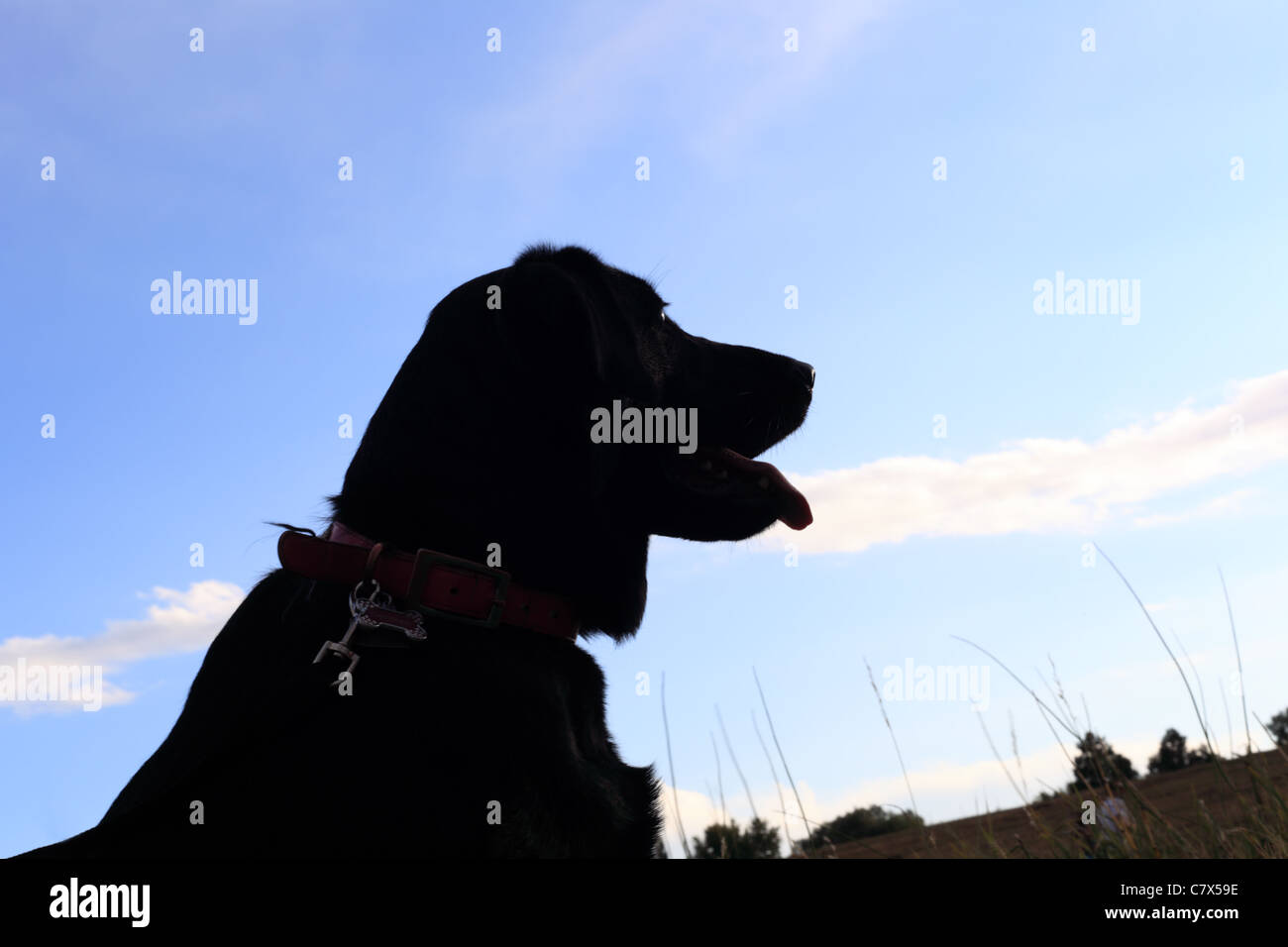 La silhouette di un nero Labrador retriever Foto Stock