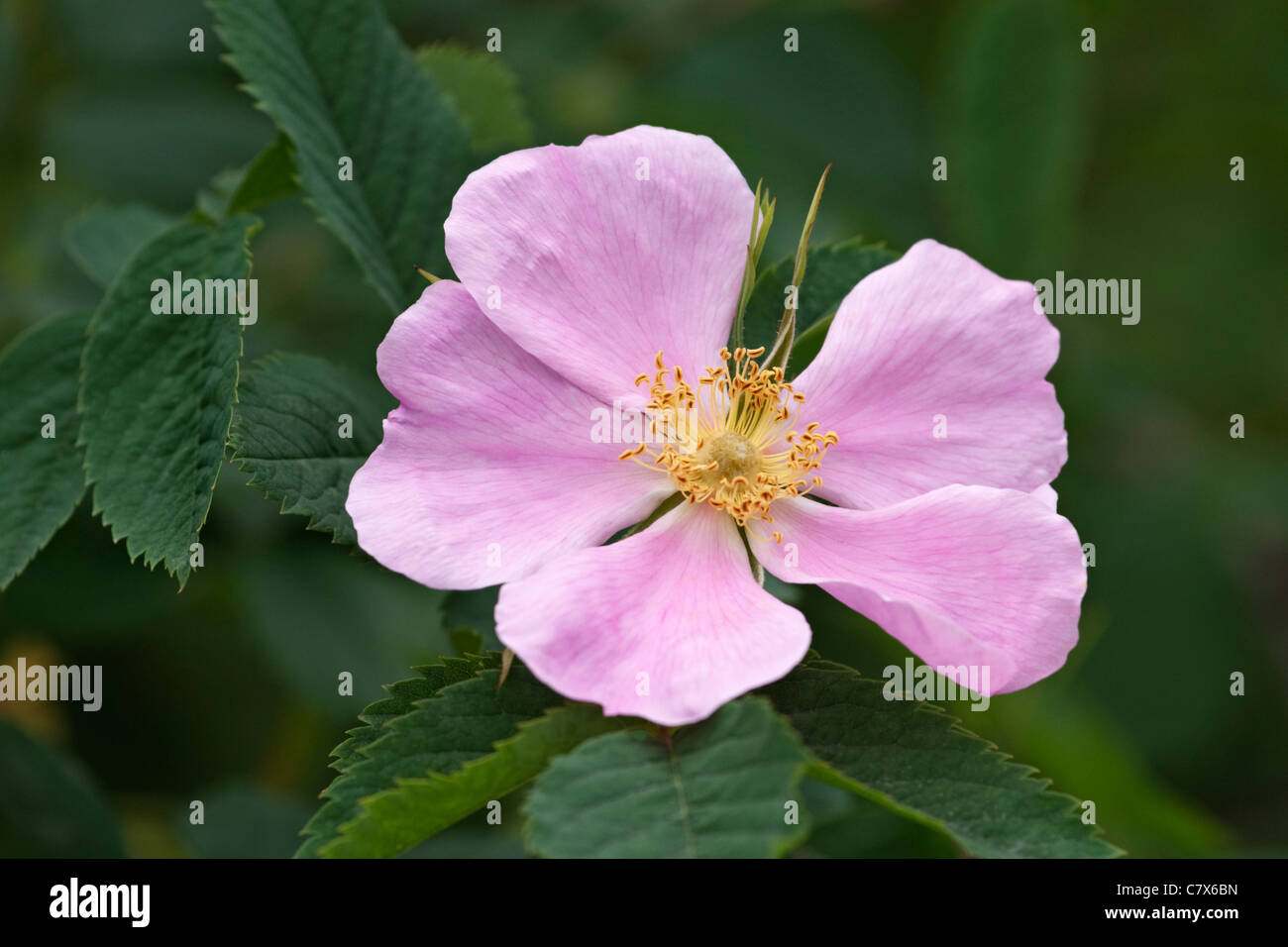 Fico d'india rosa (Rosa acicularis) Foto Stock