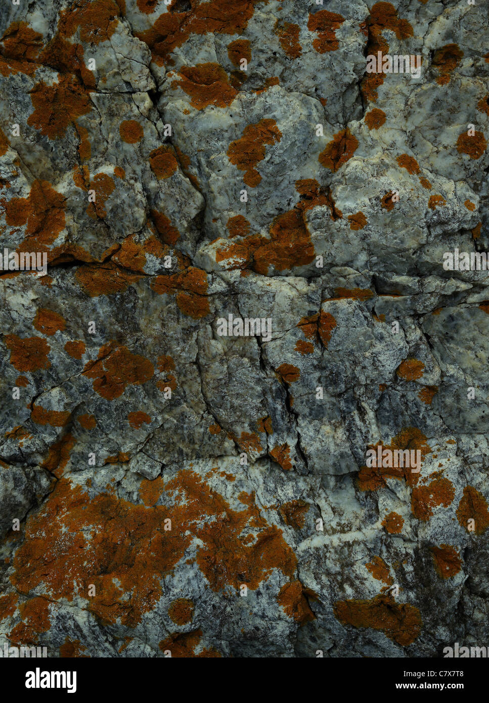 Lichene arancione su quarzo boulder vicino a Camel Rock, Bermagui, NSW Australia. Foto Stock