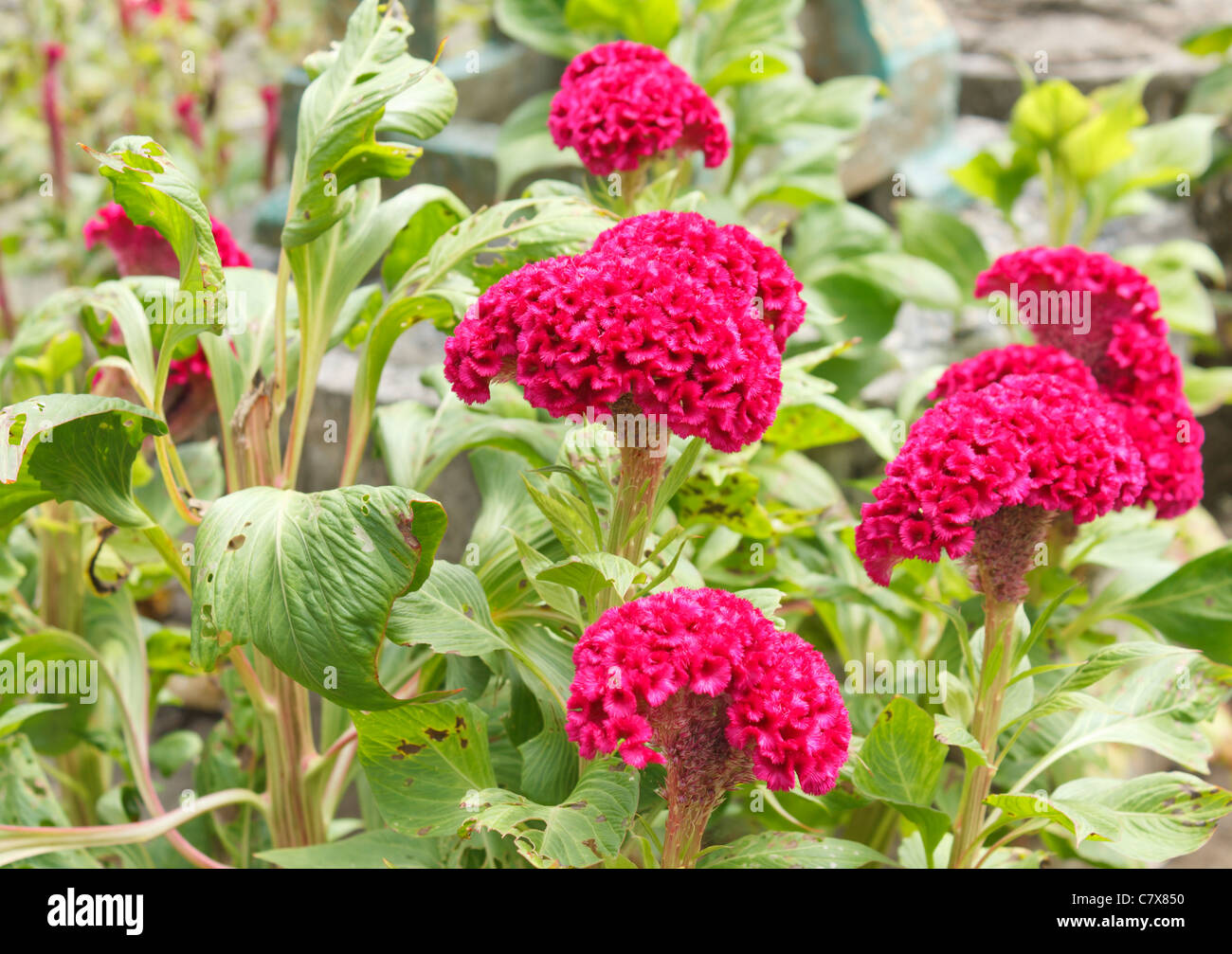 Fiore di lana o cresta di gallo o Celosia Argentea L. var cristata (L.) Kuntze, che appare come il pollo di cresta di gallo Foto Stock