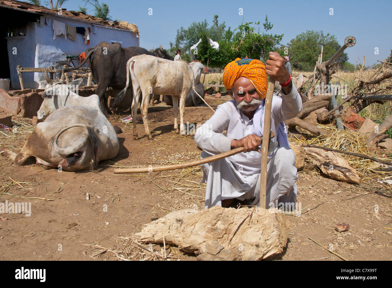 Agricoltore il taglio di un personale Karauli Rajasthan in India Foto Stock