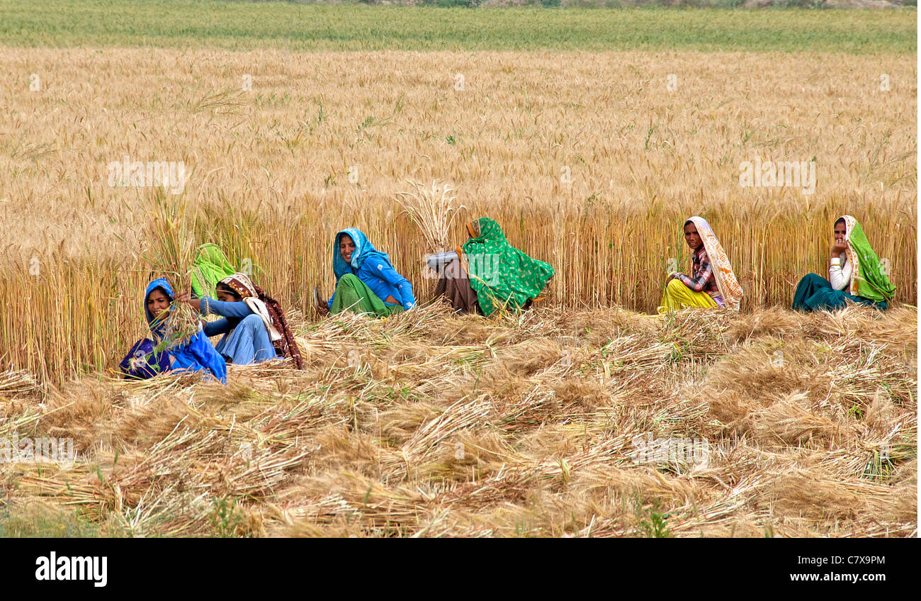 Le donne la mietitura del frumento Rajasthan in India Foto Stock