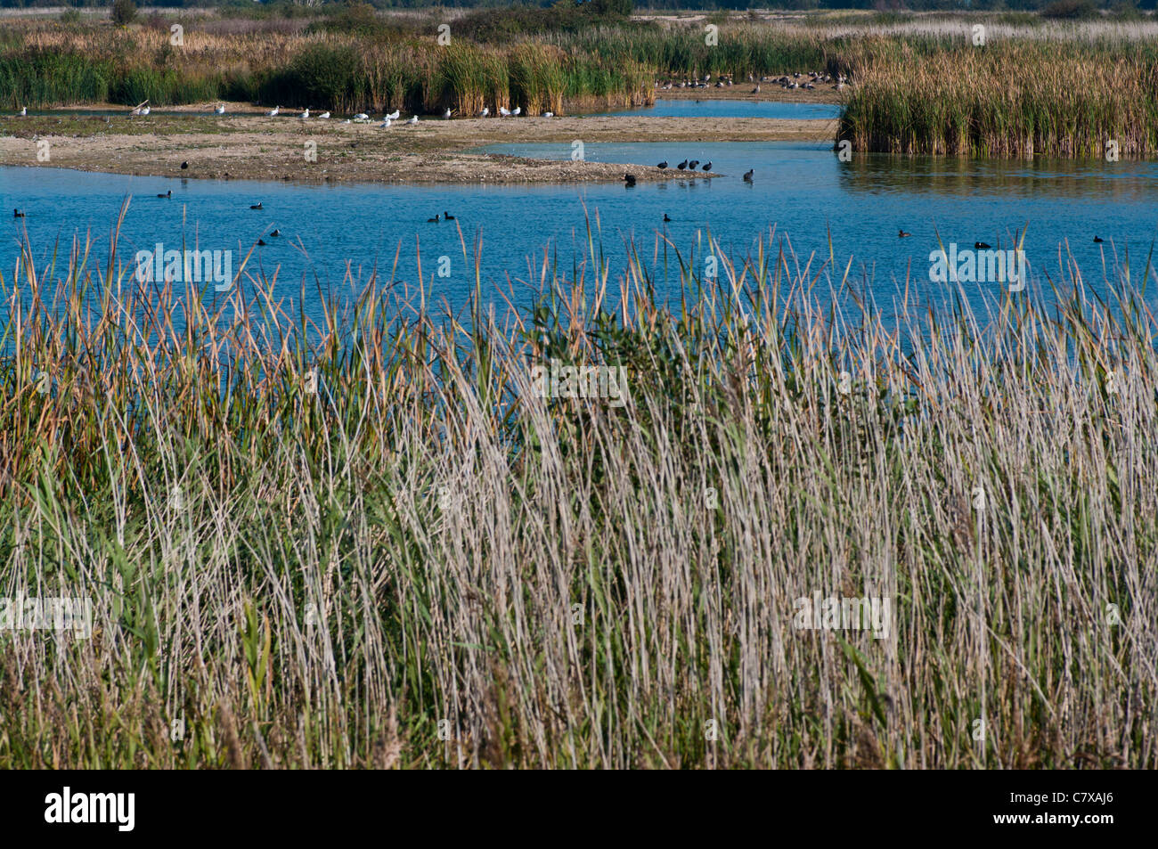 Uccelli selvatici wildfowl sul castello di acqua del porto di segale Riserva Naturale East Sussex England (punto di messa a fuoco gli uccelli) Foto Stock