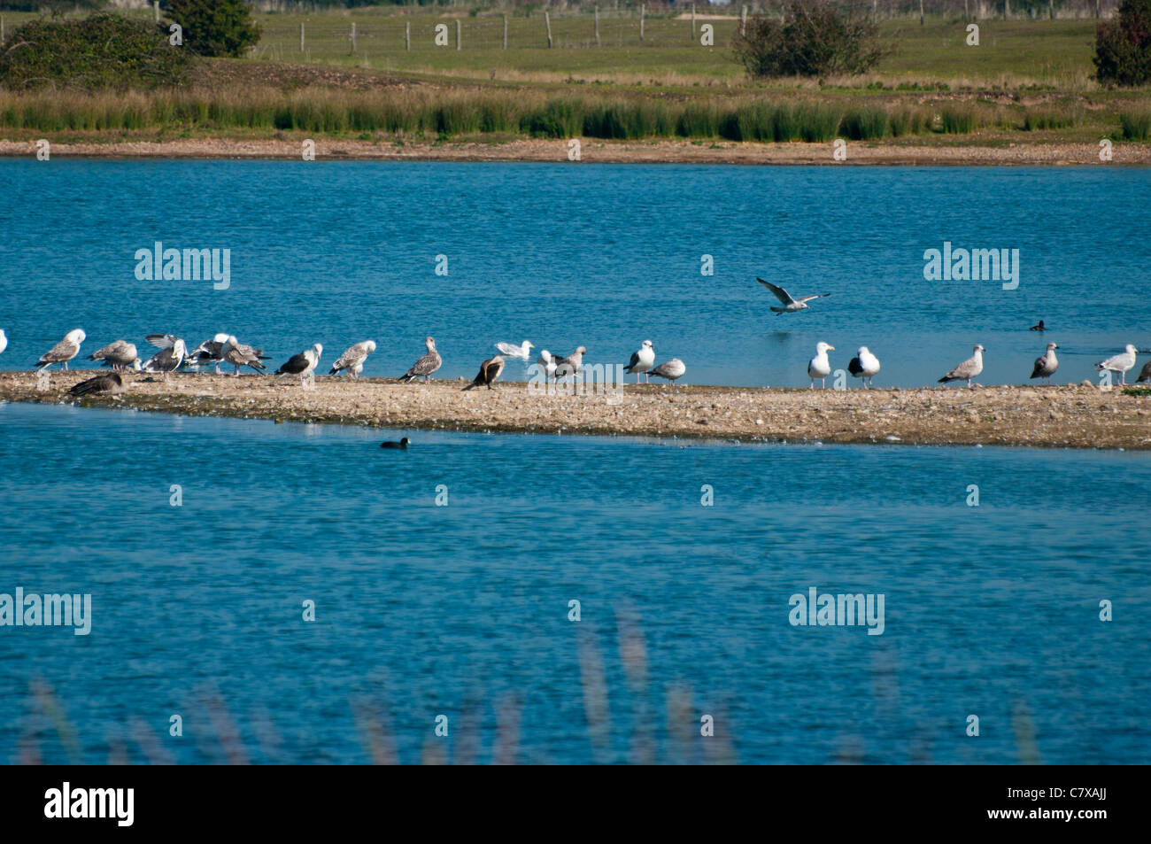 Uccelli selvatici wildfowl sul castello di acqua del porto di segale Riserva Naturale East Sussex England (punto di messa a fuoco gli uccelli) Foto Stock