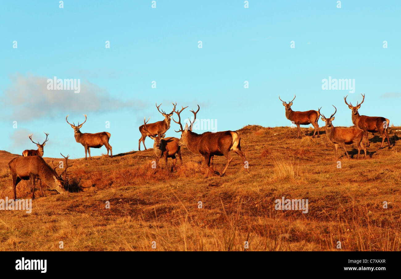 Cervi selvatici di roaming sulla collina vicino Glas Bheinn, Kilchoan, a Ardnamurchan , regione delle Highlands, Scotland, Regno Unito Foto Stock