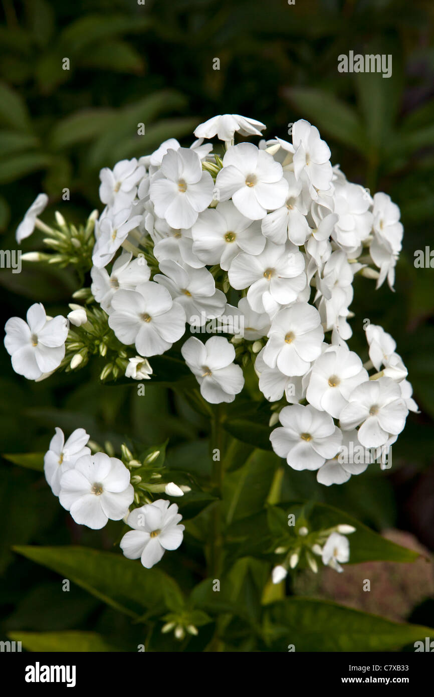 White Phlox paniculata phlox giardino di fiori in close-up Foto Stock