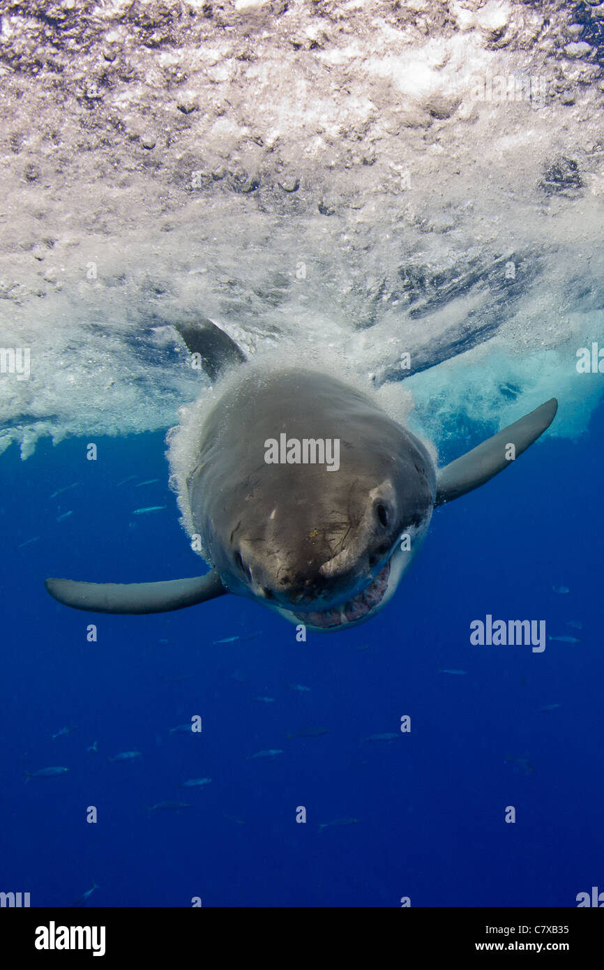Il grande squalo bianco proveniente verso lo spettatore con vizioso grin, Guadalupe island, predator, pericolose, vita marina, spaventoso, ganasce Foto Stock