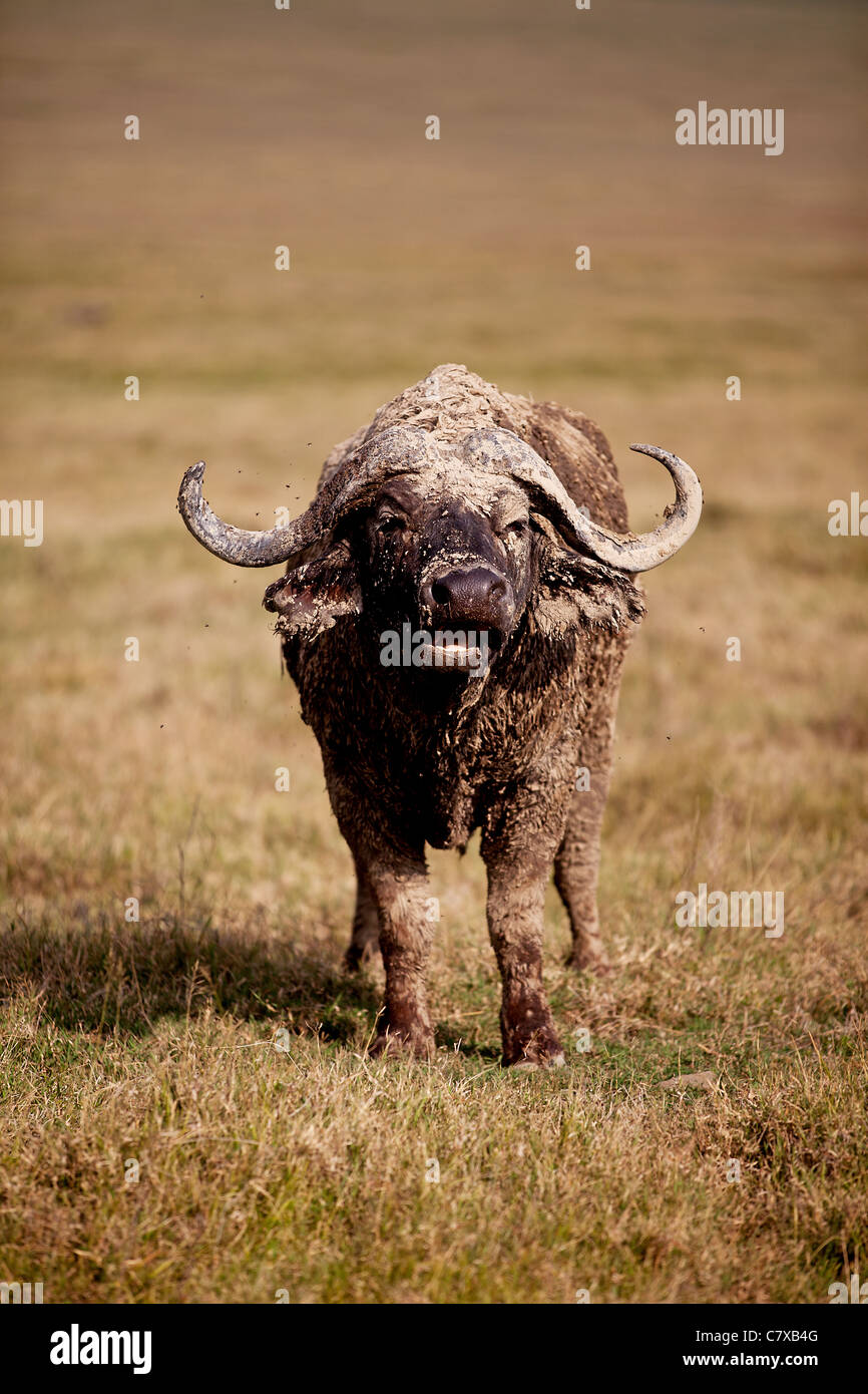Maschio di bufalo africano guardando nella telecamera Foto Stock
