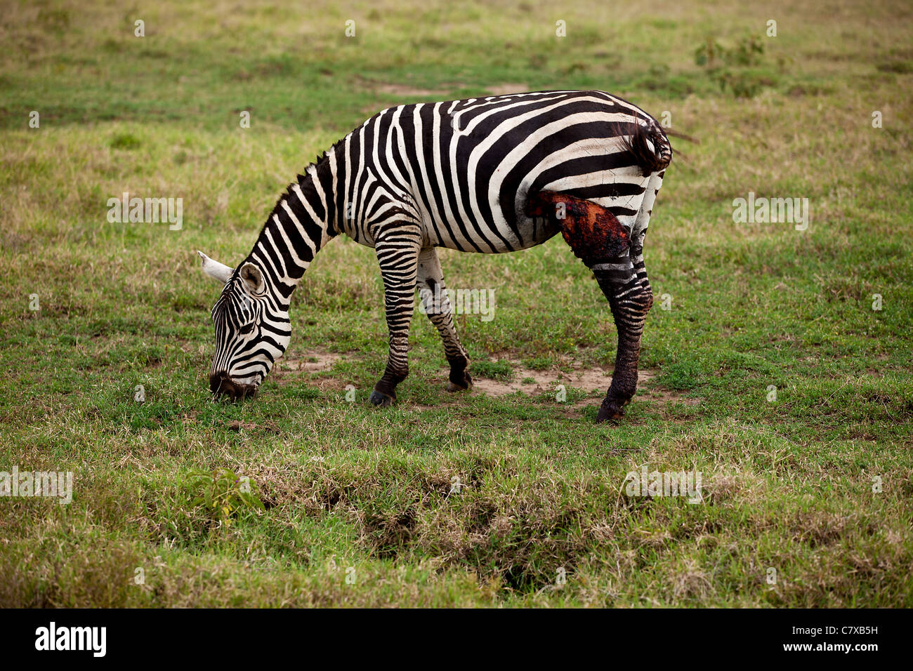 Ferito zebra africana nella prateria di mangiare Foto Stock