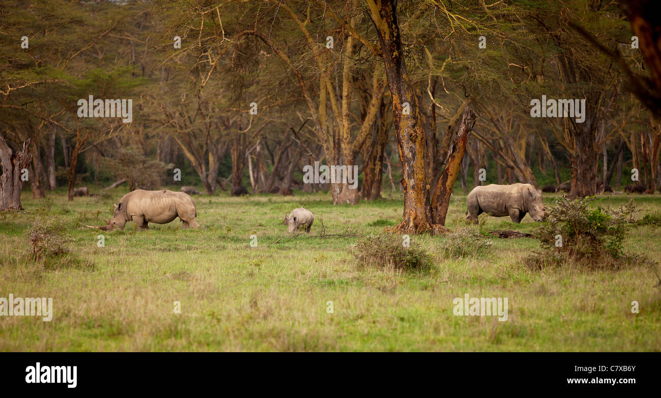 Paio di rinoceronte bianco in Lake Nakuru Africa Foto Stock