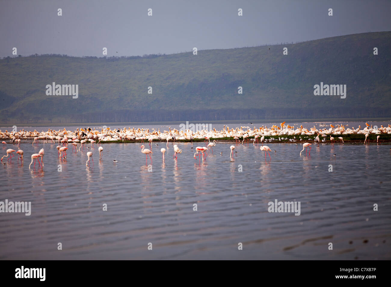 Pellicani e fenicotteri in Lake Nakuru Africa Foto Stock