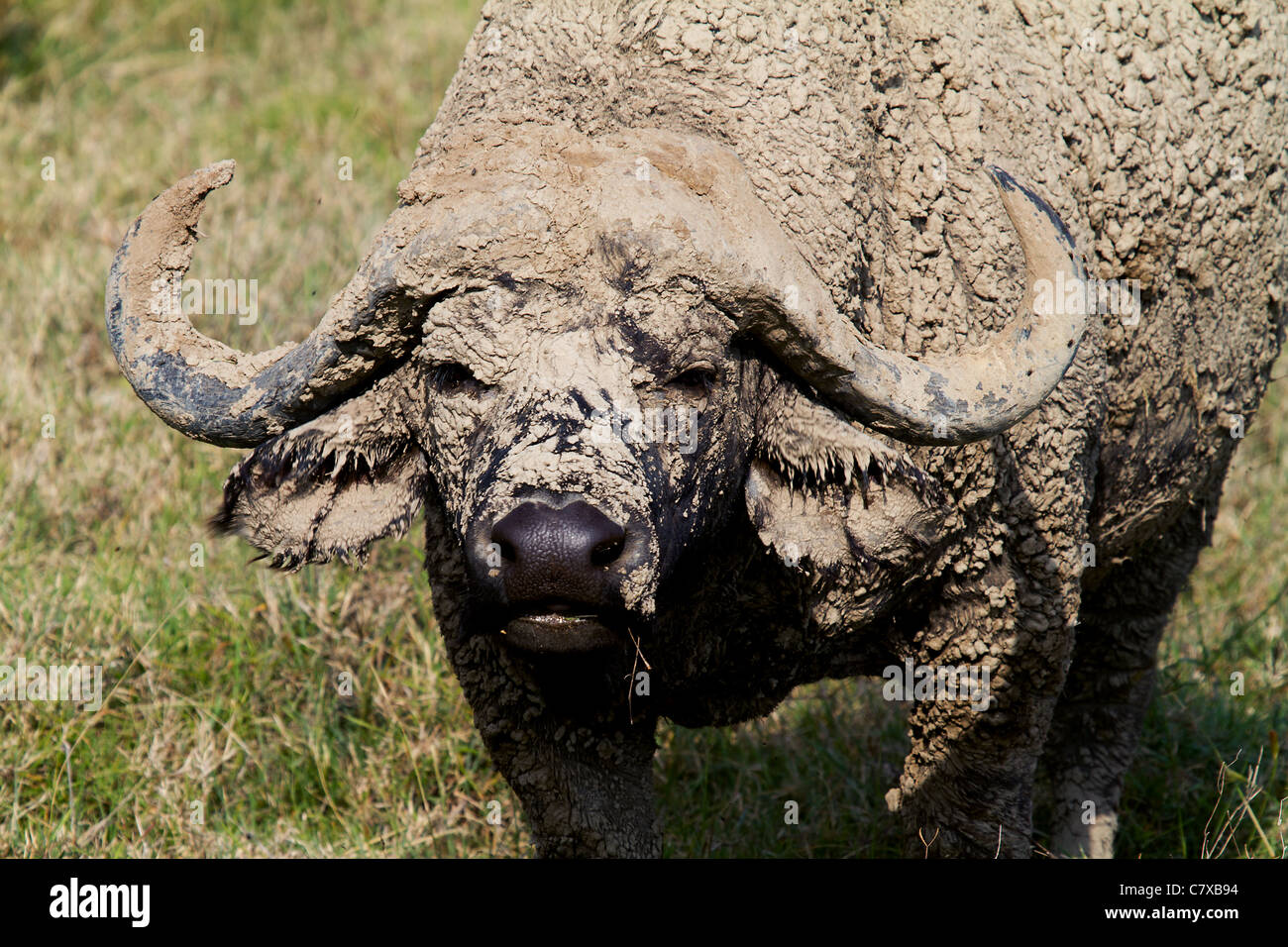 Maschio acqua africana buffalo cercando nella fotocamera ricoperte di fango Foto Stock