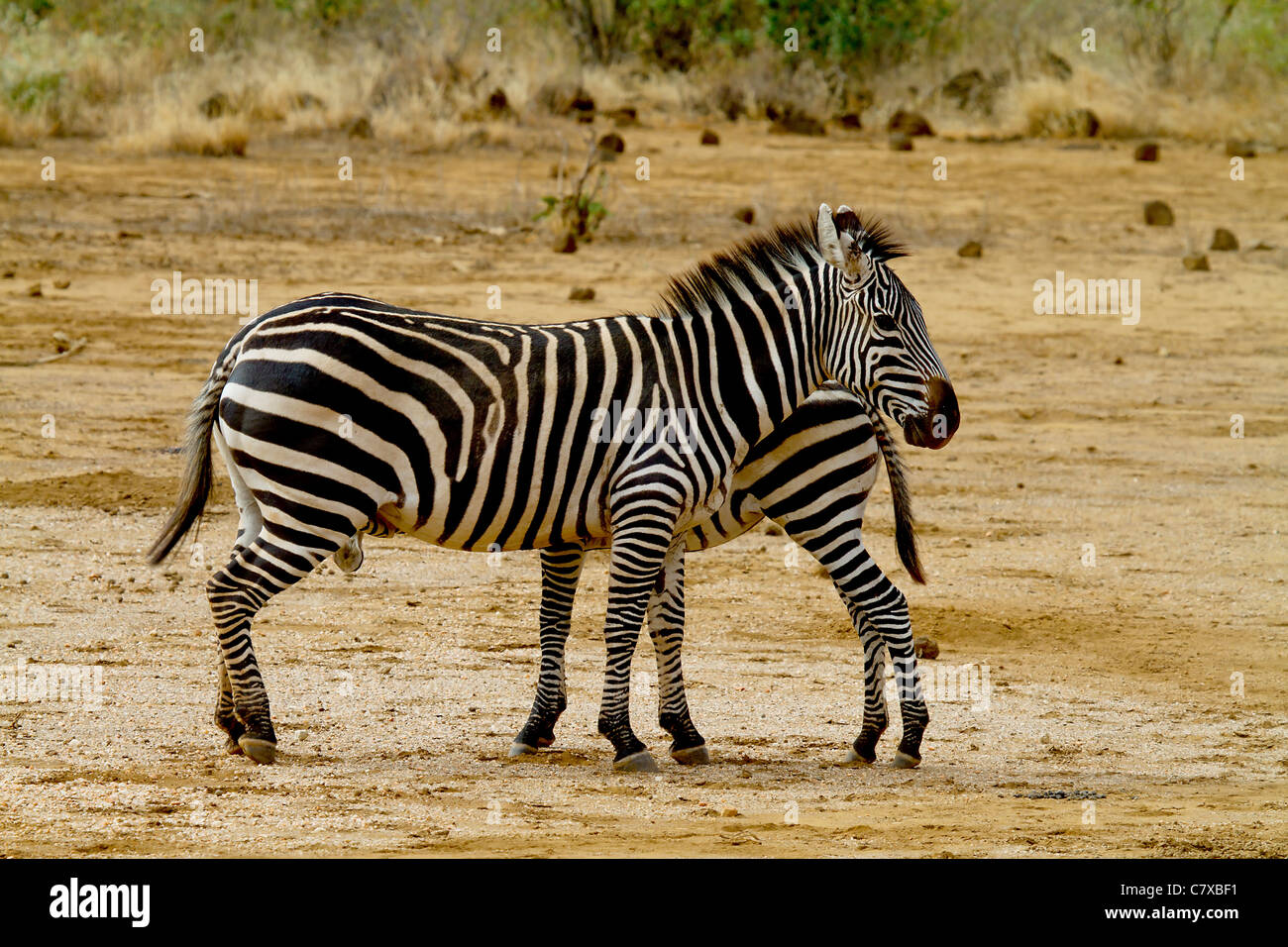 Due Paesi africani zebra, la madre e il bambino in natura Foto Stock