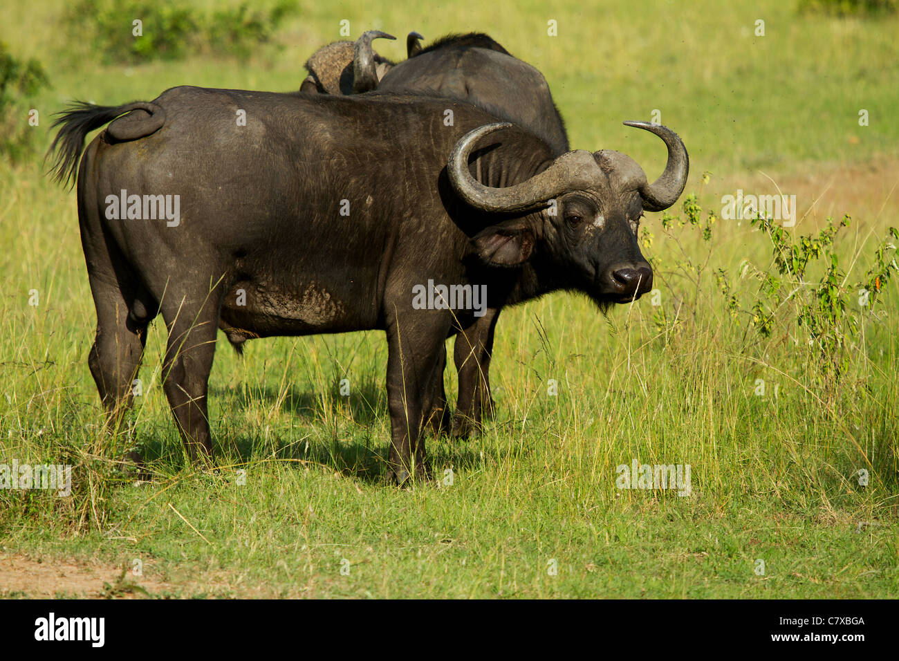 Due maschio africana di bufali nella prateria Foto Stock