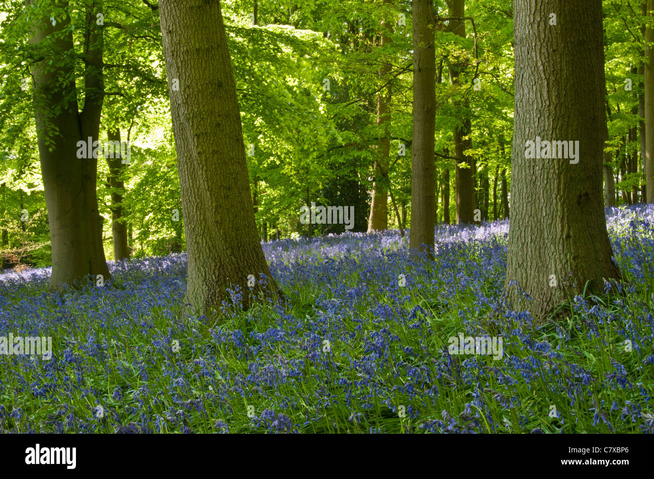 Una fitta moquette delle Bluebells crescendo sotto un lussureggiante verde primavera baldacchino di legno di faggio e di quercia, Coton Manor, Northamptonshire, Inghilterra Foto Stock