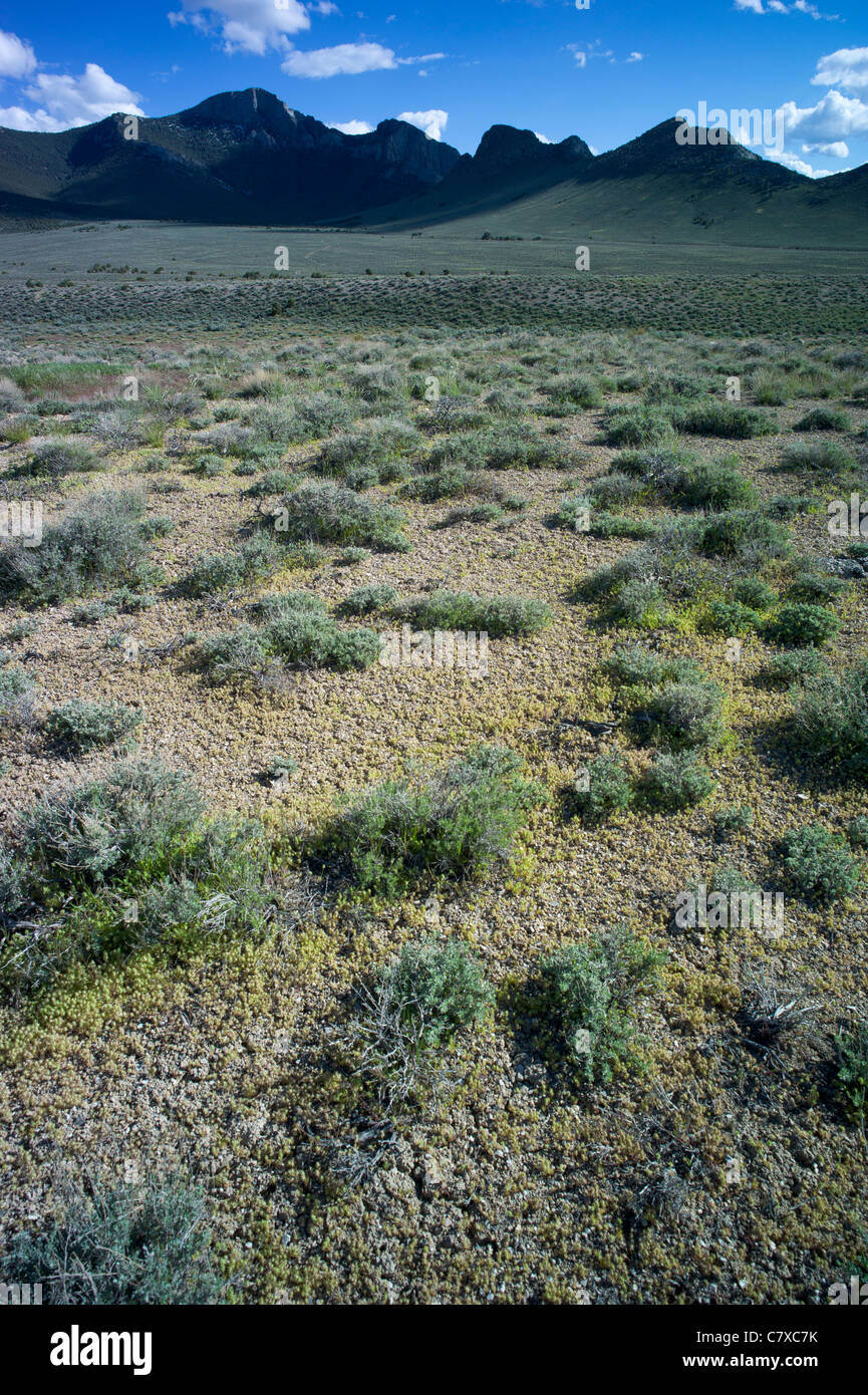 Central Nevada, STATI UNITI D'AMERICA Foto Stock