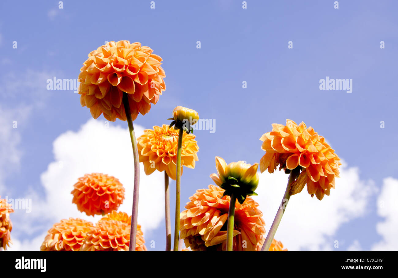 Un bel colore arancione lupino colore su sfondo di nuvoloso cielo blu. Foto Stock