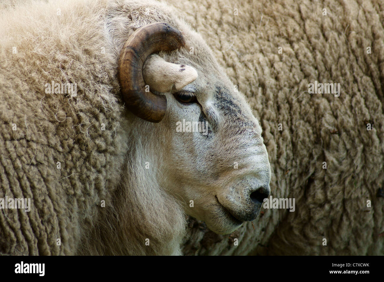 Il Gallese le pecore di montagna nel profilo Foto Stock