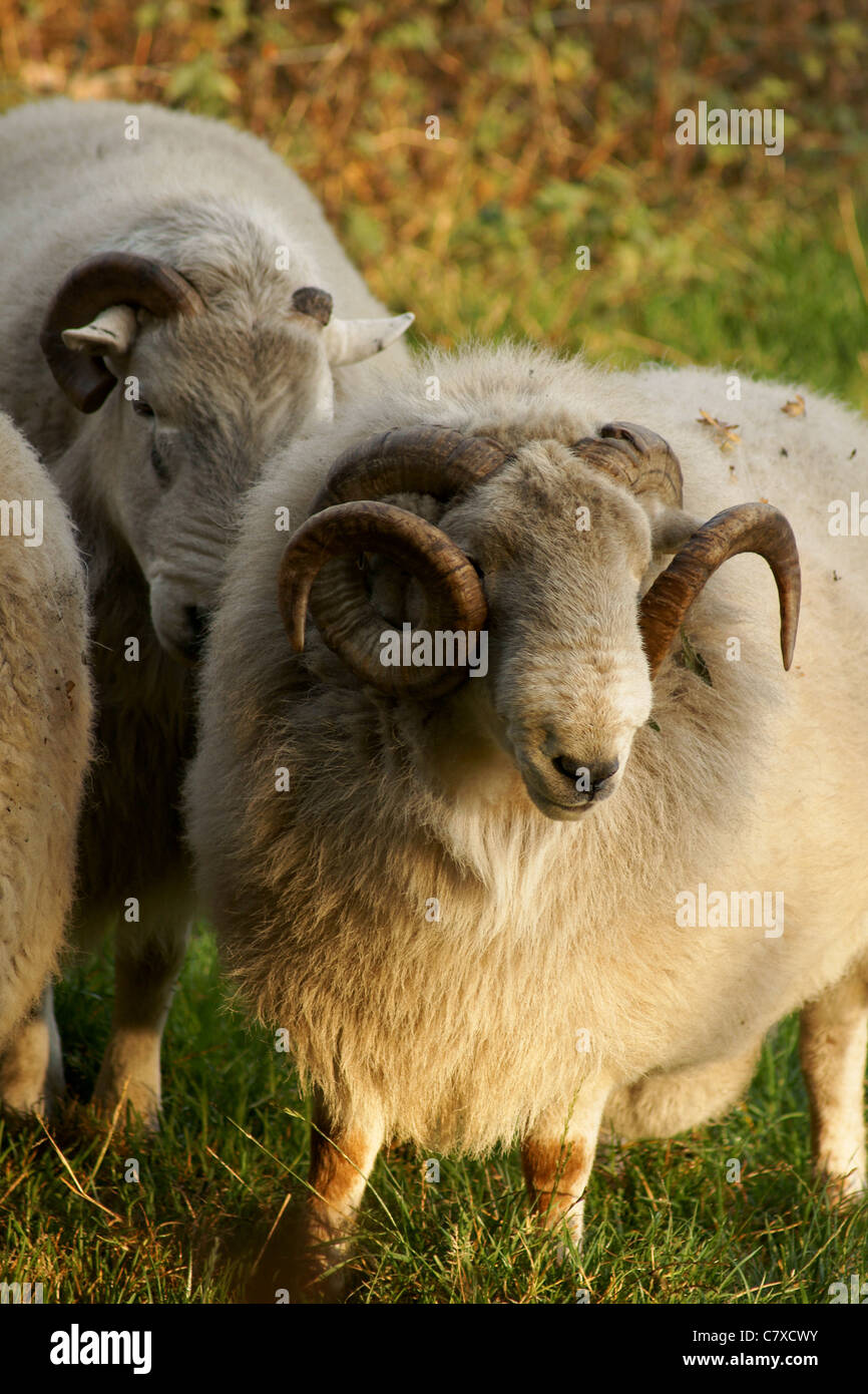 Gregge di Welsh le pecore di montagna nella luce del mattino Foto Stock