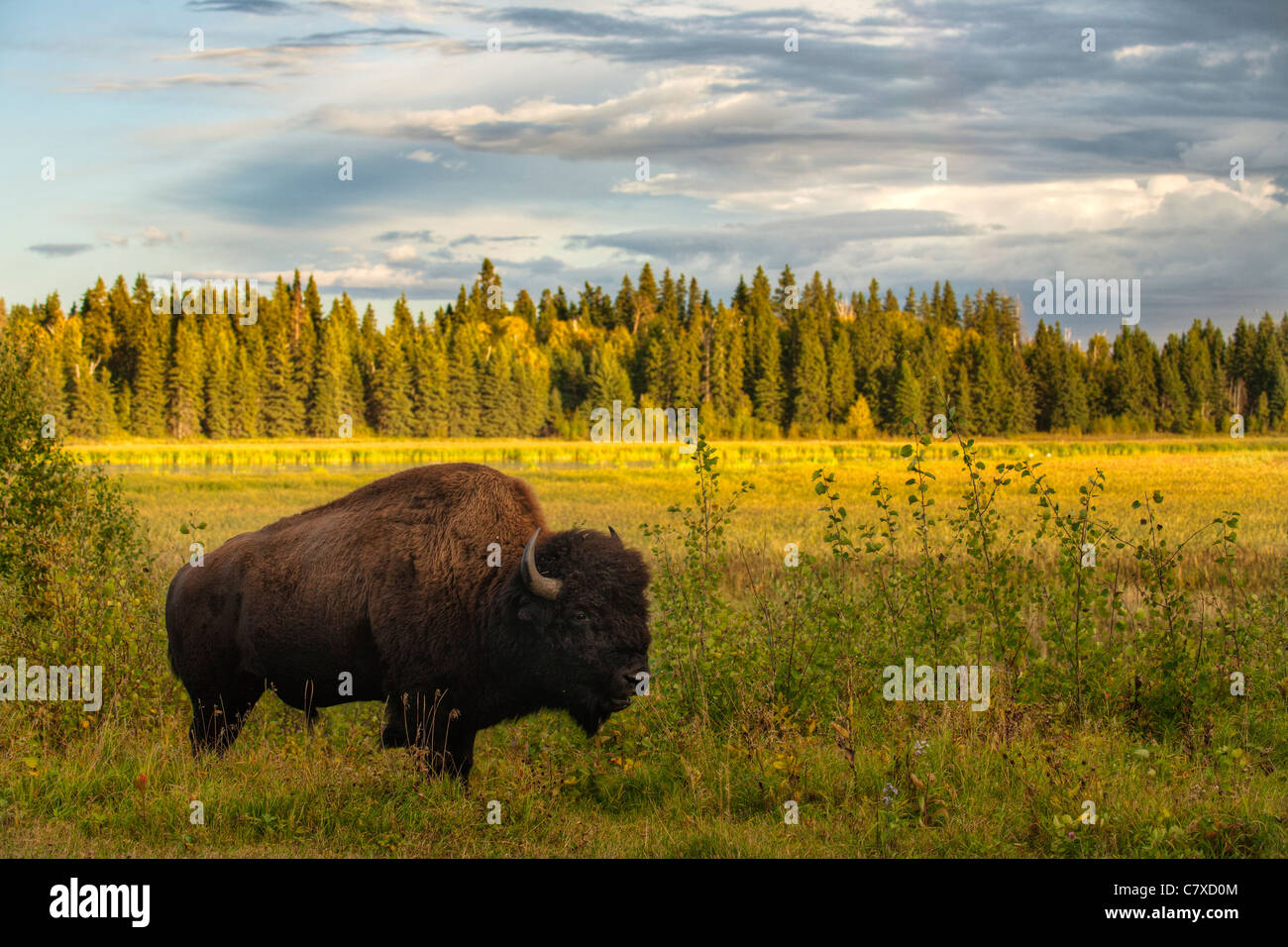 American Plains bison tra alberi di Aspen in autunno-Elk Island National Park, Alberta, Canada. Foto Stock