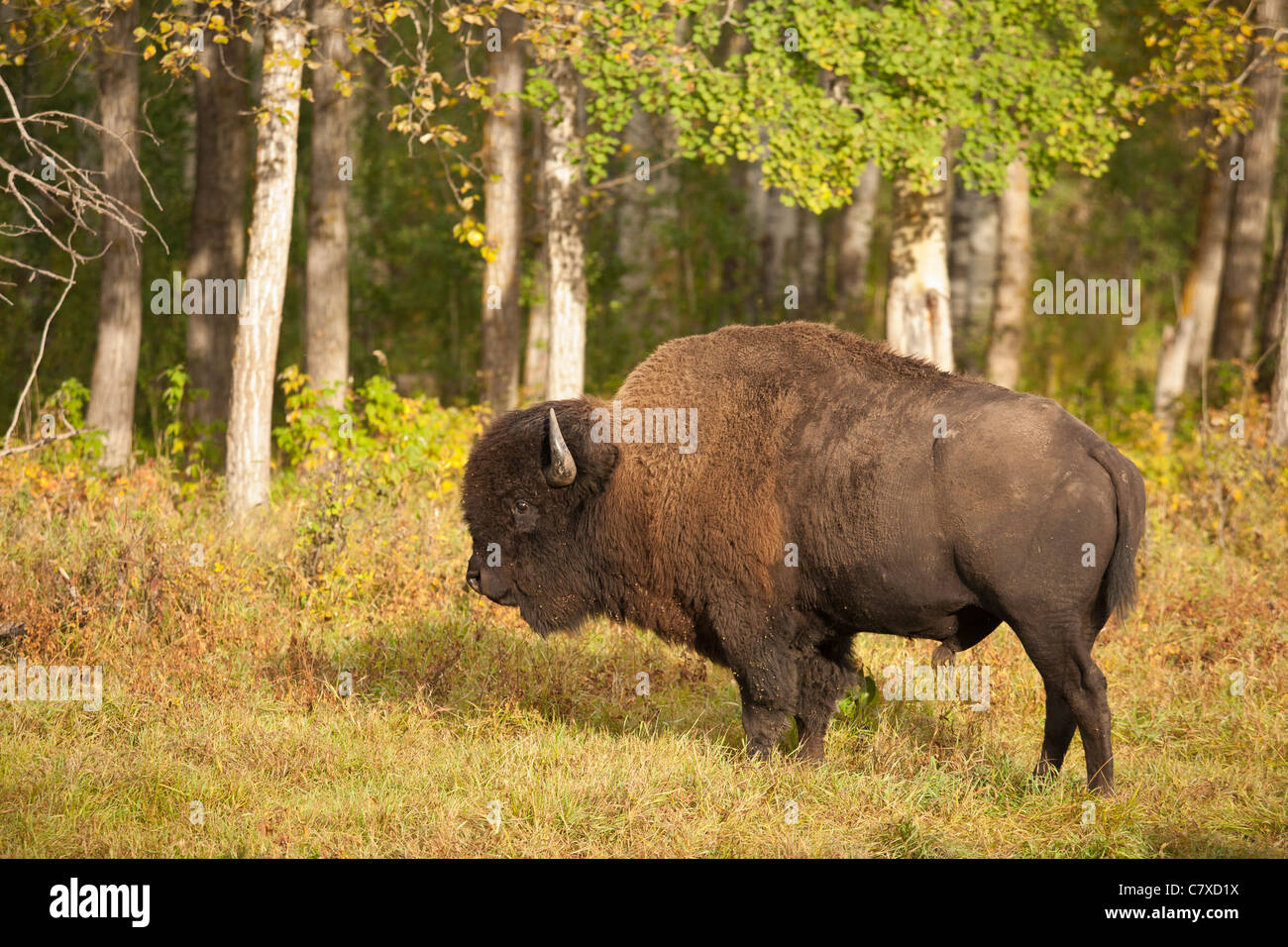 American Plains bison tra alberi di Aspen in autunno-Elk Island National Park, Alberta, Canada. Foto Stock