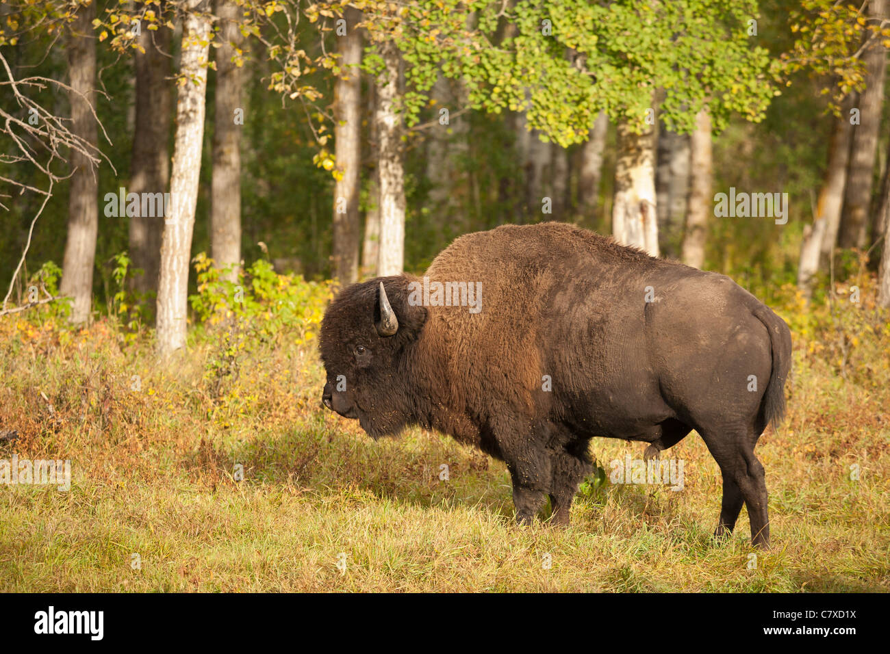 American Plains bison tra alberi di Aspen in autunno-Elk Island National Park, Alberta, Canada. Foto Stock American Plains bison tra alberi di Aspen in autunno-Elk Island National Park, Alberta, Canada. Foto Stock