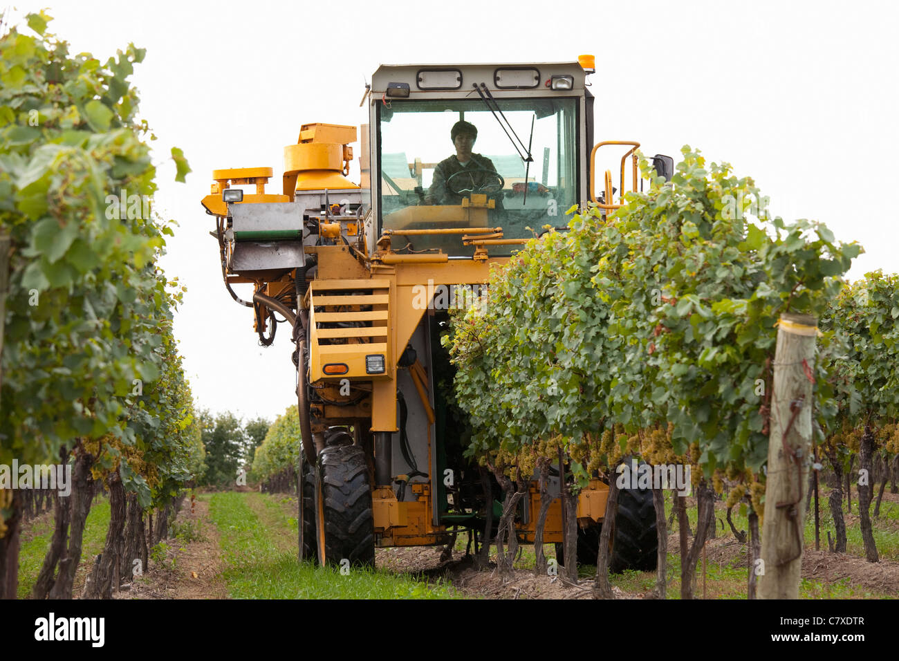 Canada,Ontario,Niagara-su-il-Lago,regione del Niagara, vendemmia utilizzando una mietitrice meccanica Foto Stock