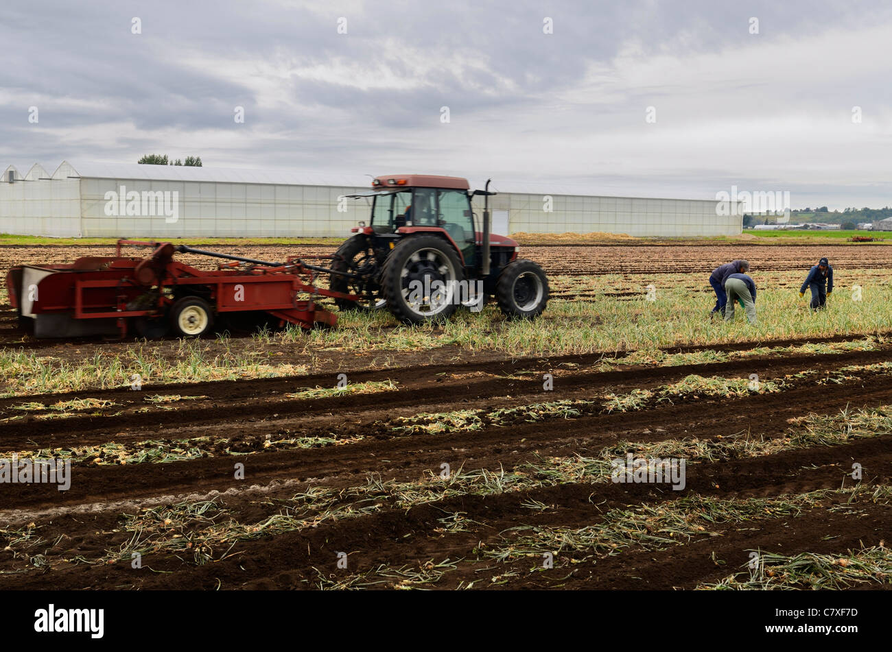 Trattore trebbiatrice di tiro per tirare fuori le cipolle mature a secco con campo messicano operai a holland marsh farm Foto Stock