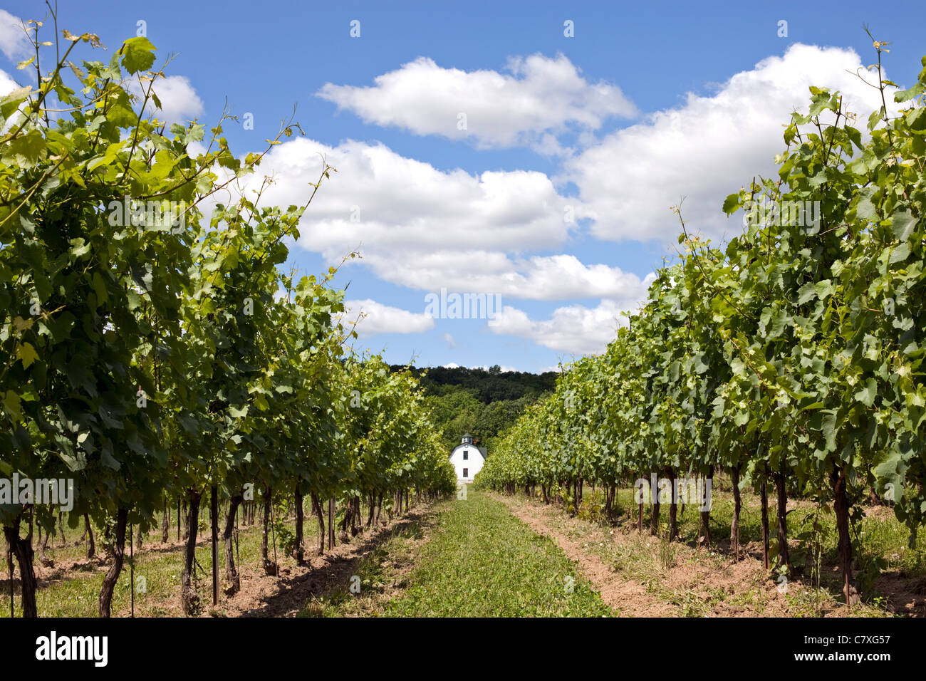Canada,Ontario,Beamsville, vigneti Foto Stock