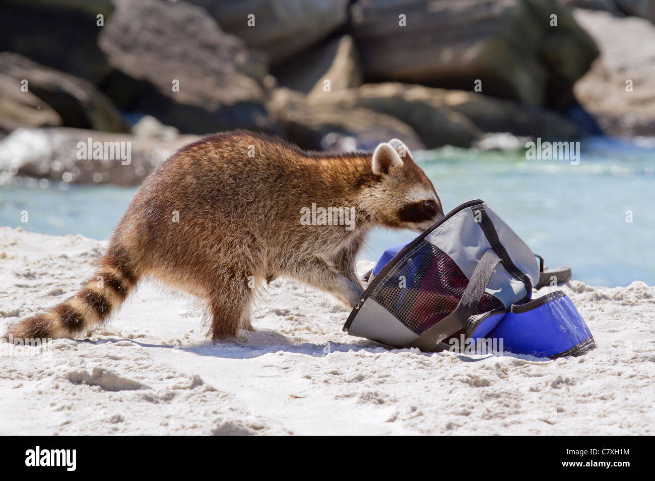 Giovani raccoon (Procione lotor) evacuazione a la spiaggia della Florida. Foto Stock