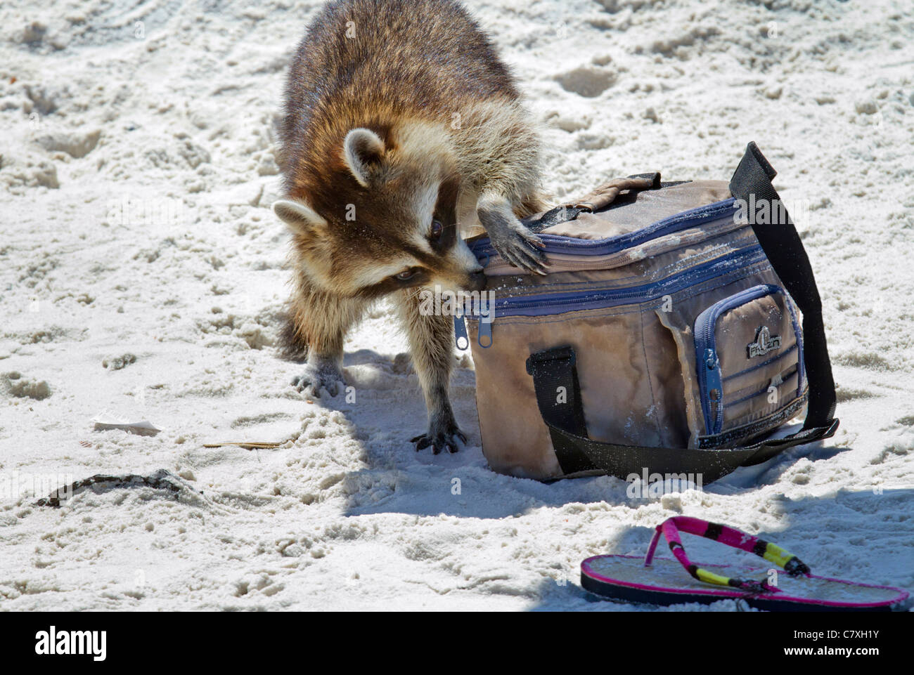 Raccoon (Procione lotor) evacuazione a una spiaggia della Florida. Foto Stock