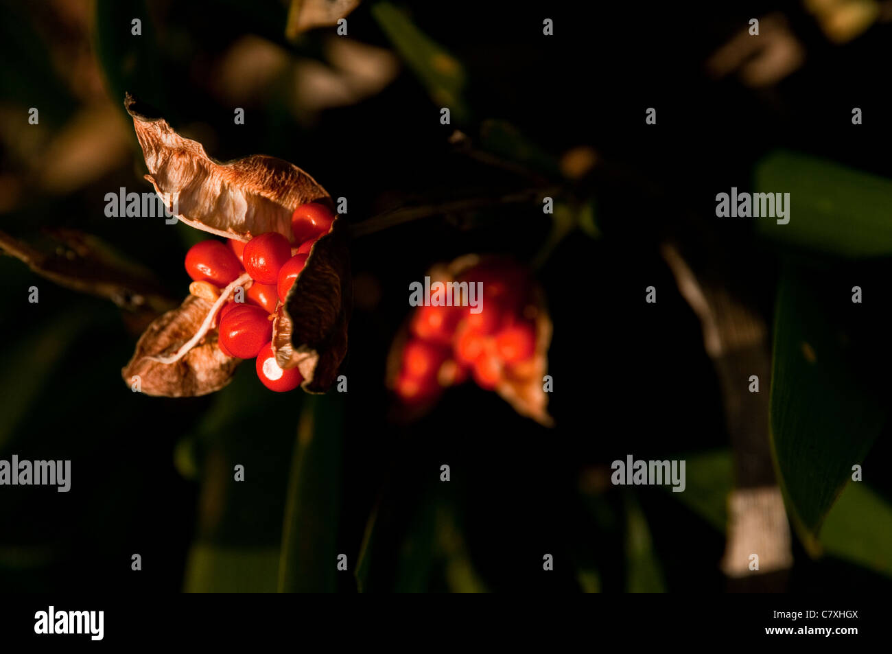 Capsule di seme di un Iris foetidissima Foto Stock