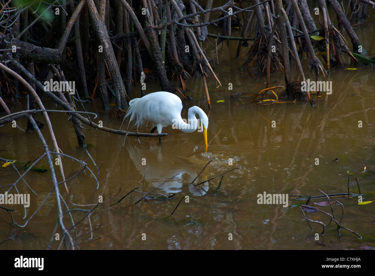 Garzetta in Ding Darling park a Sanibel Island in Florida Foto Stock