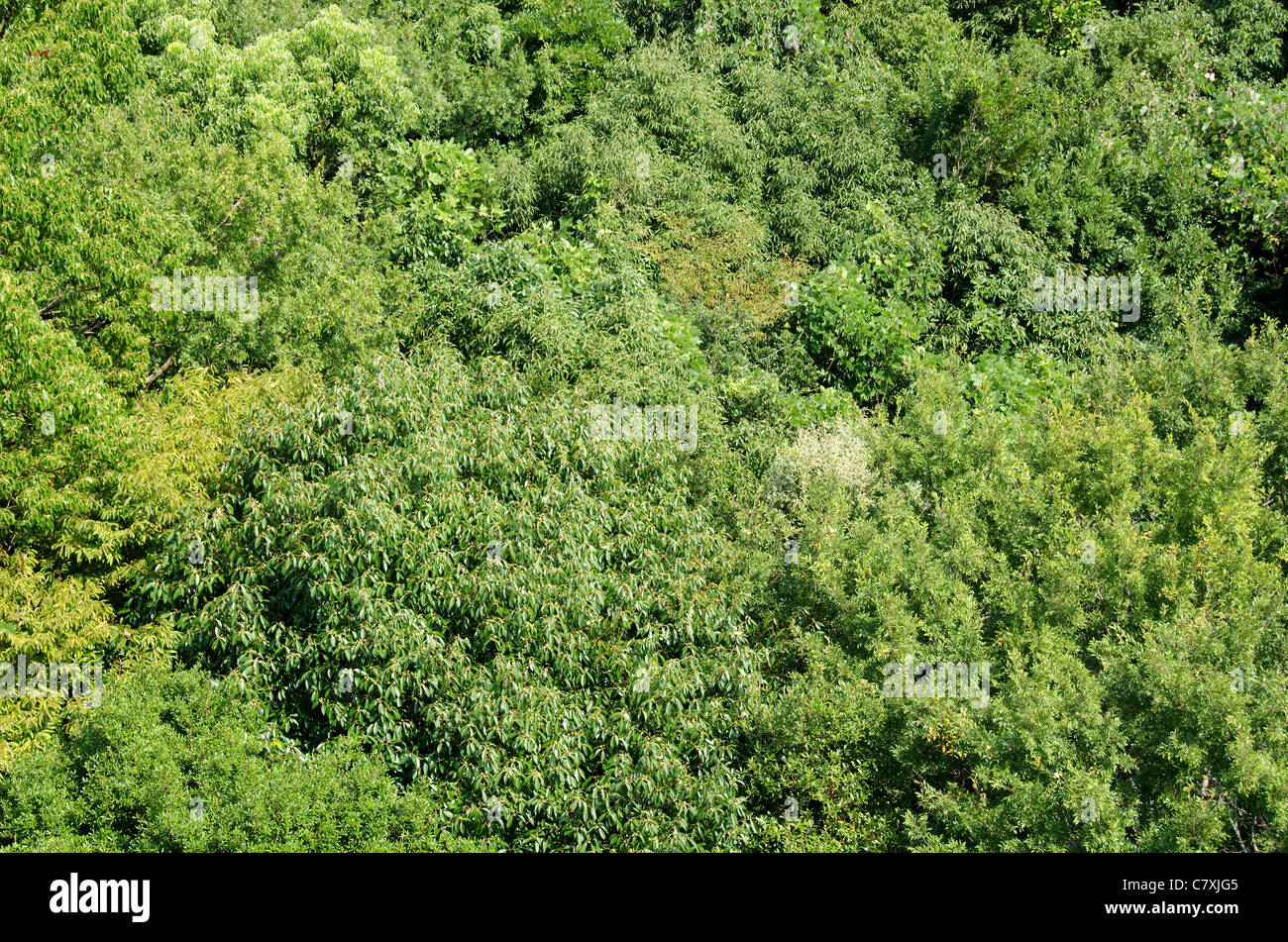 Giapponese foresta caduca la tettoia come visto dal di sopra in estate di Osaka in Giappone Foto Stock