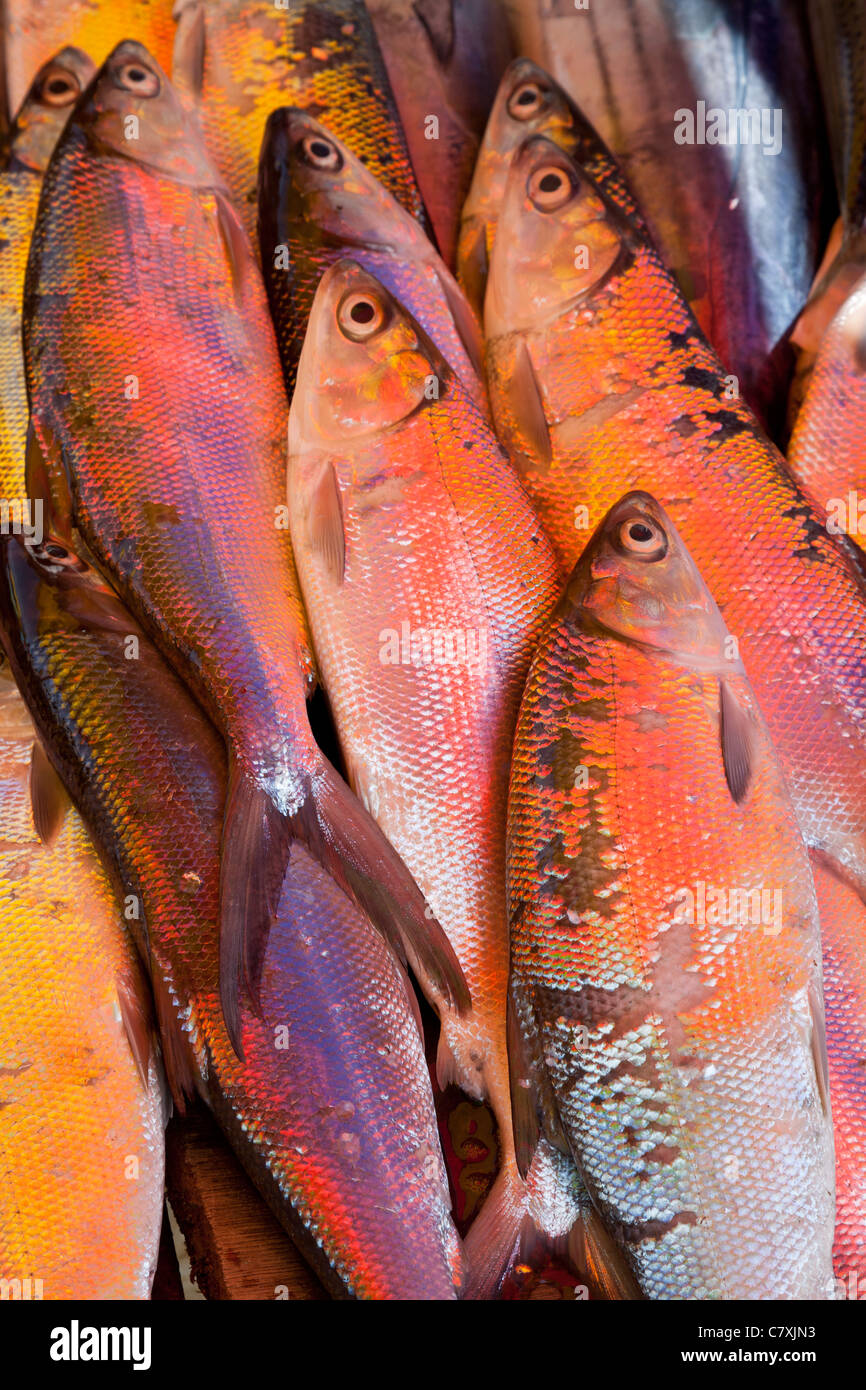 Il pesce per la vendita, sul mercato Kundasang, Sabah Malaysian Borneo Foto Stock