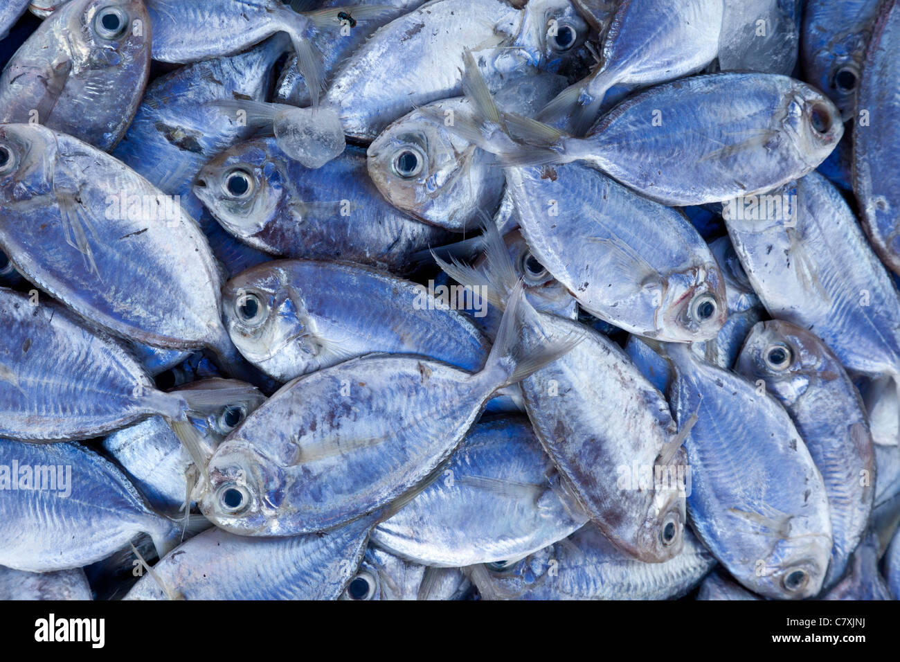 Il pesce per la vendita, sul mercato Kundasang, Sabah Malaysian Borneo Foto Stock