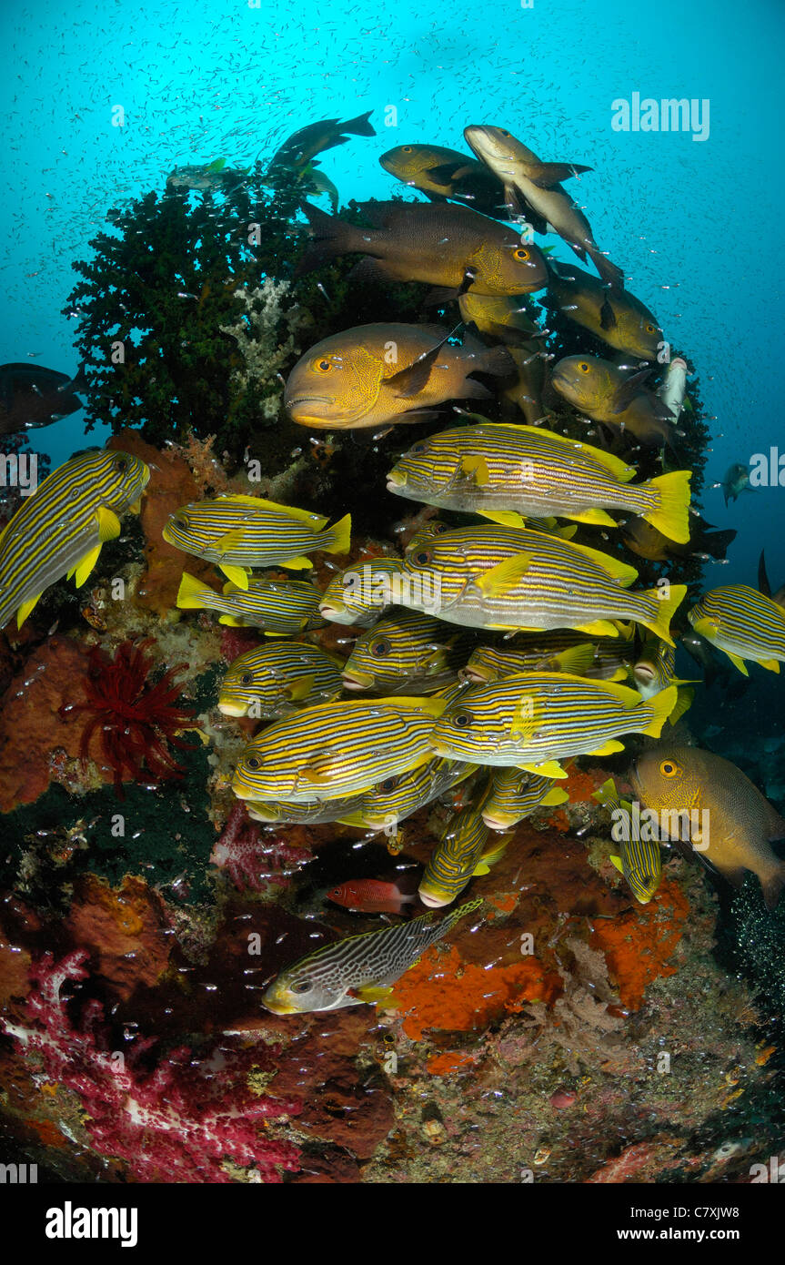 Secca di giallo-nastro, Sweetlips Plectorhinchus polytaenia, Waigeo Raja Ampat, Papua occidentale, in Indonesia Foto Stock