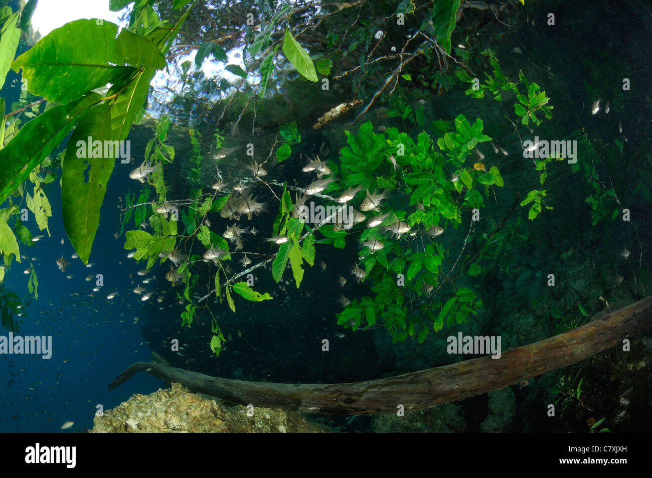 Orbiculated Cardinalfish di mangrovie, Sphaeramia orbicularis, Waigeo Raja Ampat, Papua occidentale, in Indonesia Foto Stock