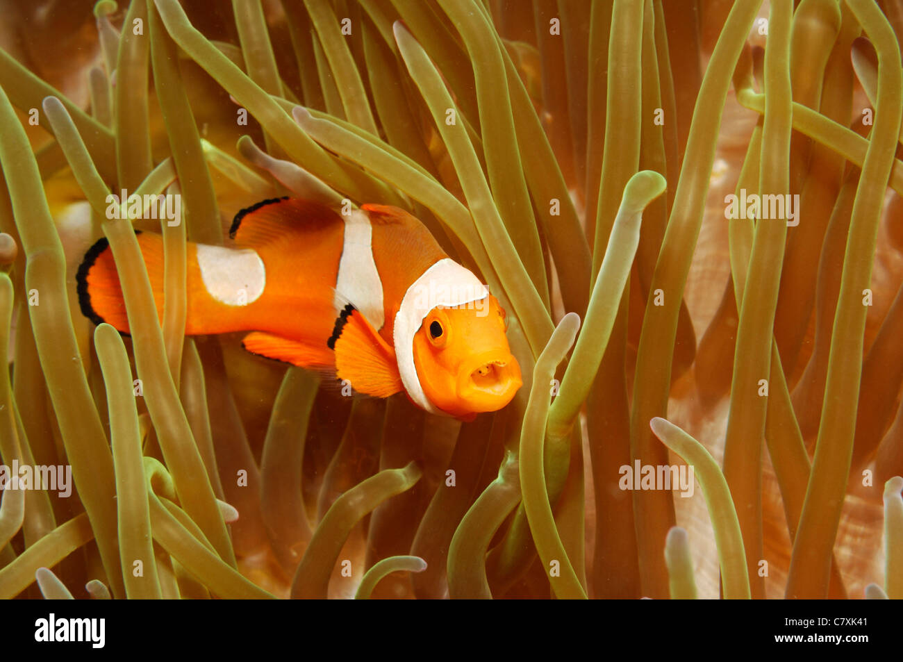 False Clown Anemonefish, Amphiprion percula, Lembeh strait, Sulawesi, Indonesia Foto Stock