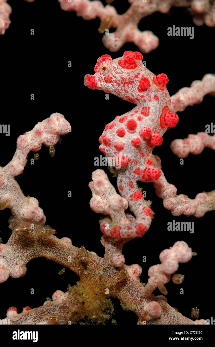 Cavalluccio marino pigmeo, Hippocampus bargibanti, Lembeh strait, Sulawesi, Indonesia Foto Stock