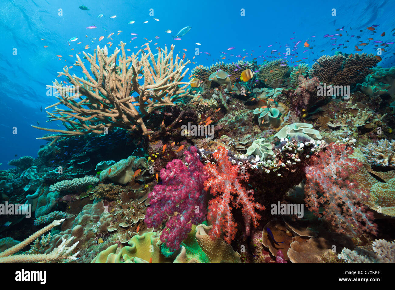 Coral Reef, Wakaya, Lomaiviti, Isole Figi Foto Stock