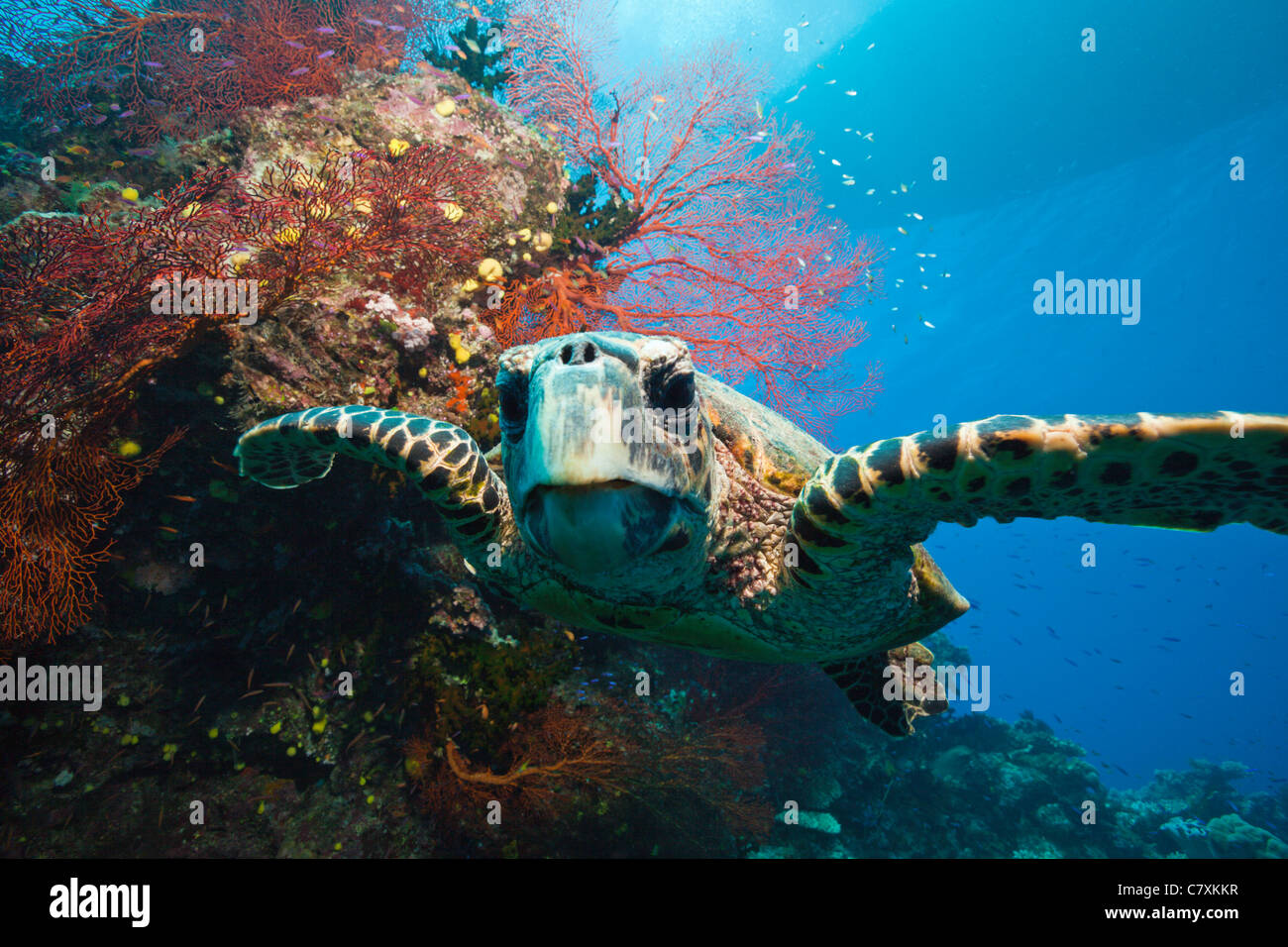 Tartaruga embricata, Eretmochelys imbricata, Wakaya, Lomaiviti, Isole Figi Foto Stock